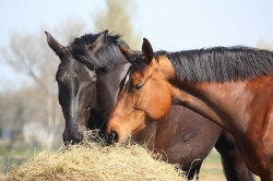 © virgonira - Fotolia.com Pferde